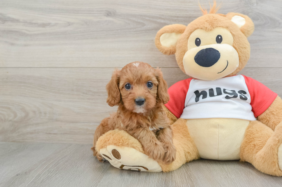 5 week old Cavapoo Puppy For Sale - Premier Pups