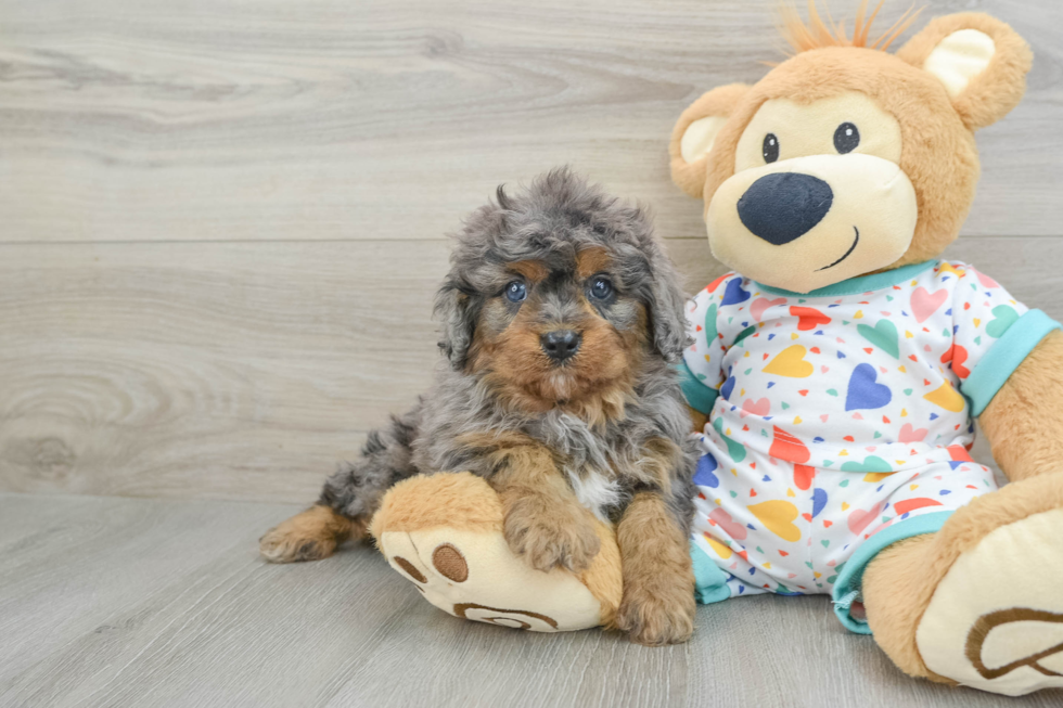 Cavapoo Puppy for Adoption