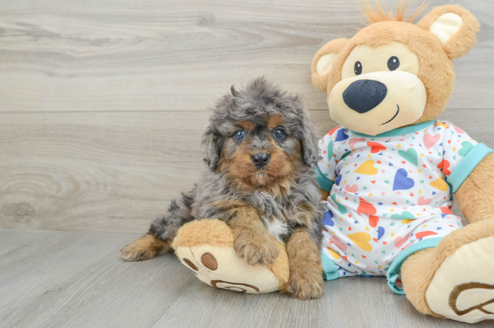 5 week old Cavapoo Puppy For Sale - Premier Pups