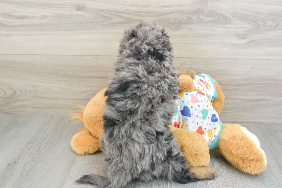 Smart Cavapoo Poodle Mix Pup