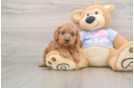 Cute Cavapoo Baby