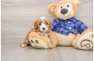 Cute Cavapoo Baby