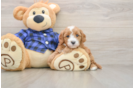 Sweet Cavapoo Baby