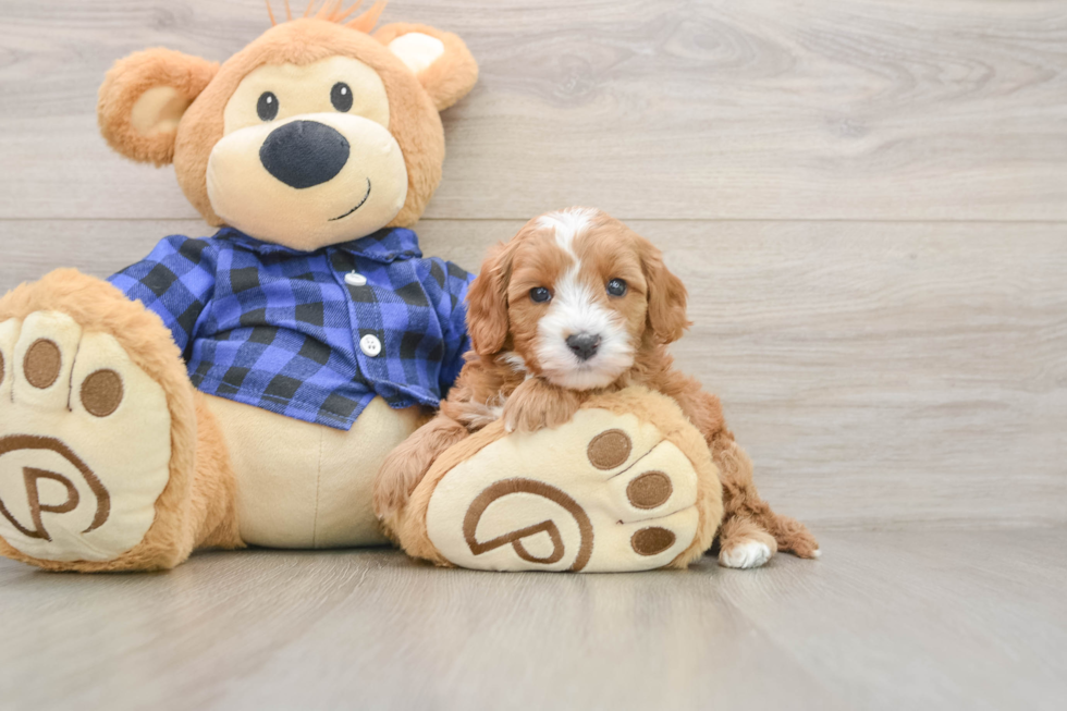 Sweet Cavapoo Baby