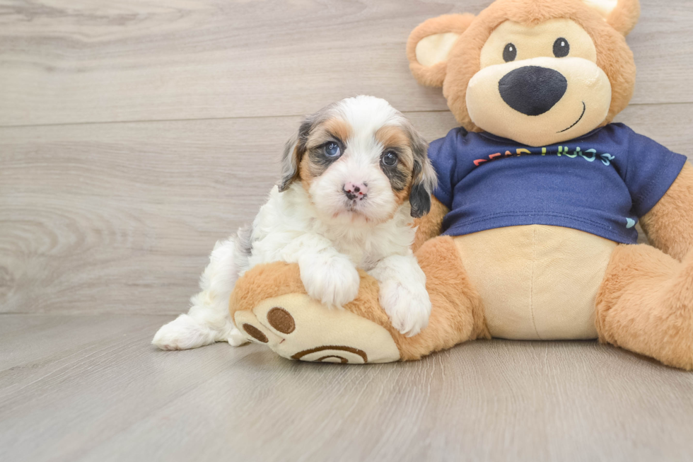 Energetic Cavoodle Poodle Mix Puppy