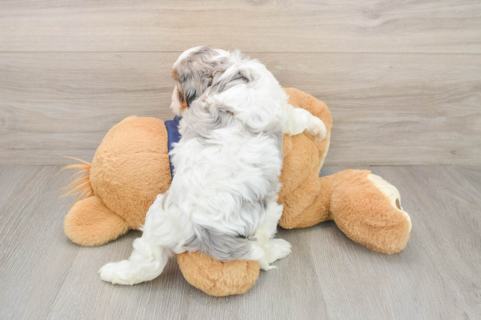 Hypoallergenic Cavadoodle Poodle Mix Puppy