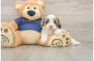 Little Cavipoo Poodle Mix Puppy