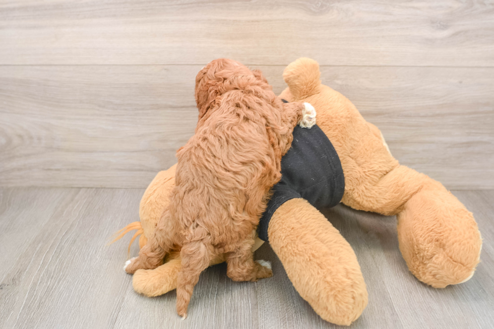 Petite Cavapoo Poodle Mix Pup