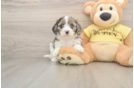 Sweet Cavapoo Baby