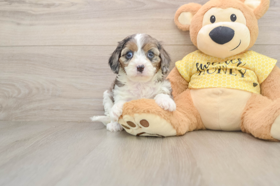 Sweet Cavapoo Baby