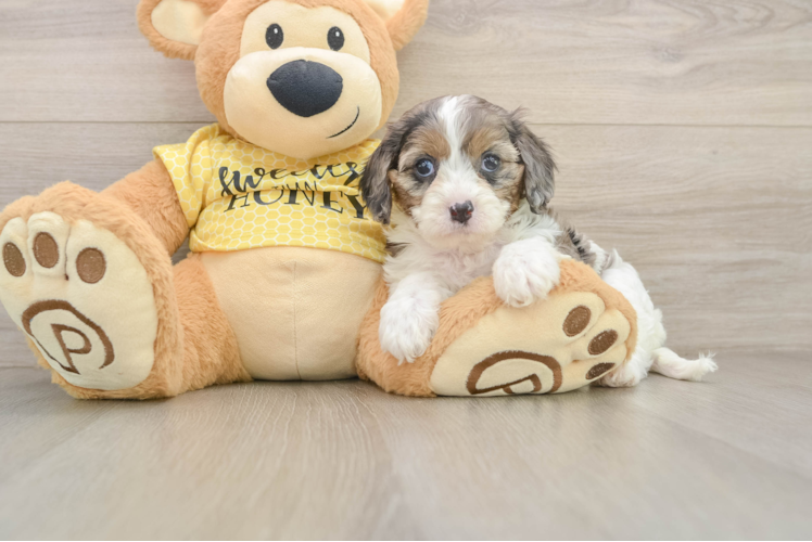 Cavapoo Puppy for Adoption