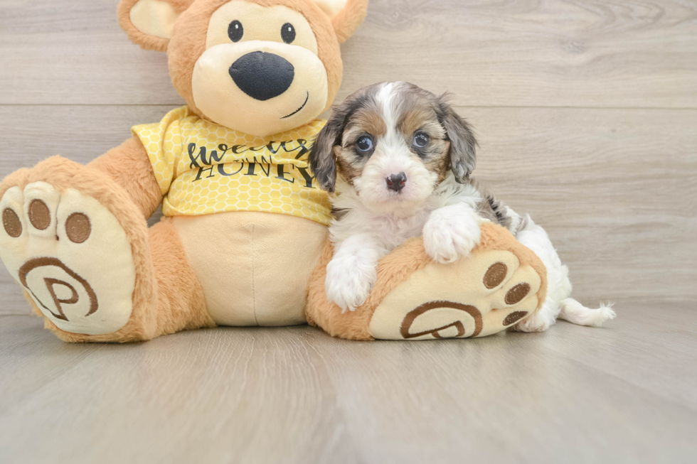 Cavapoo Puppy for Adoption