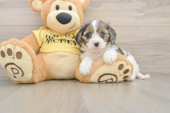 Cavapoo Puppy for Adoption