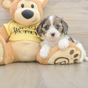 Cavapoo Puppy for Adoption