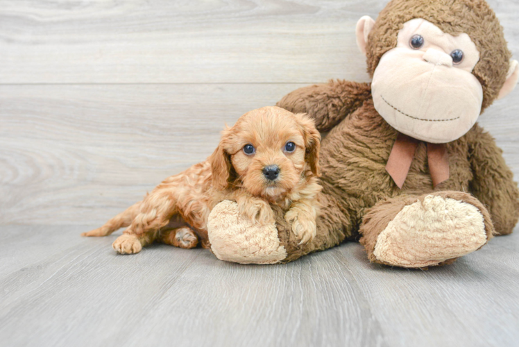 Happy Cavapoo Baby