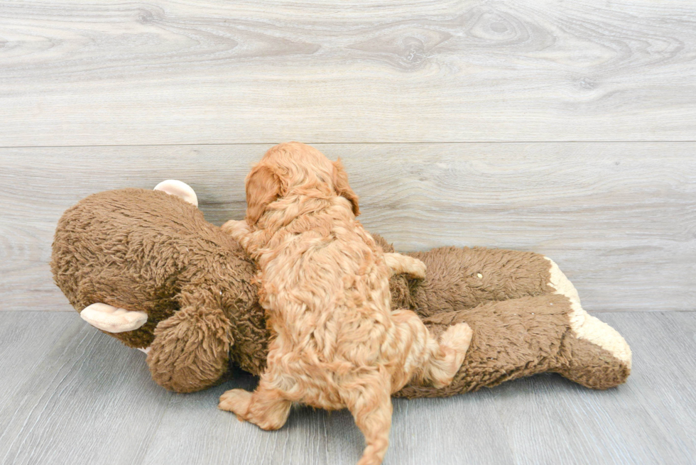 Cavapoo Pup Being Cute