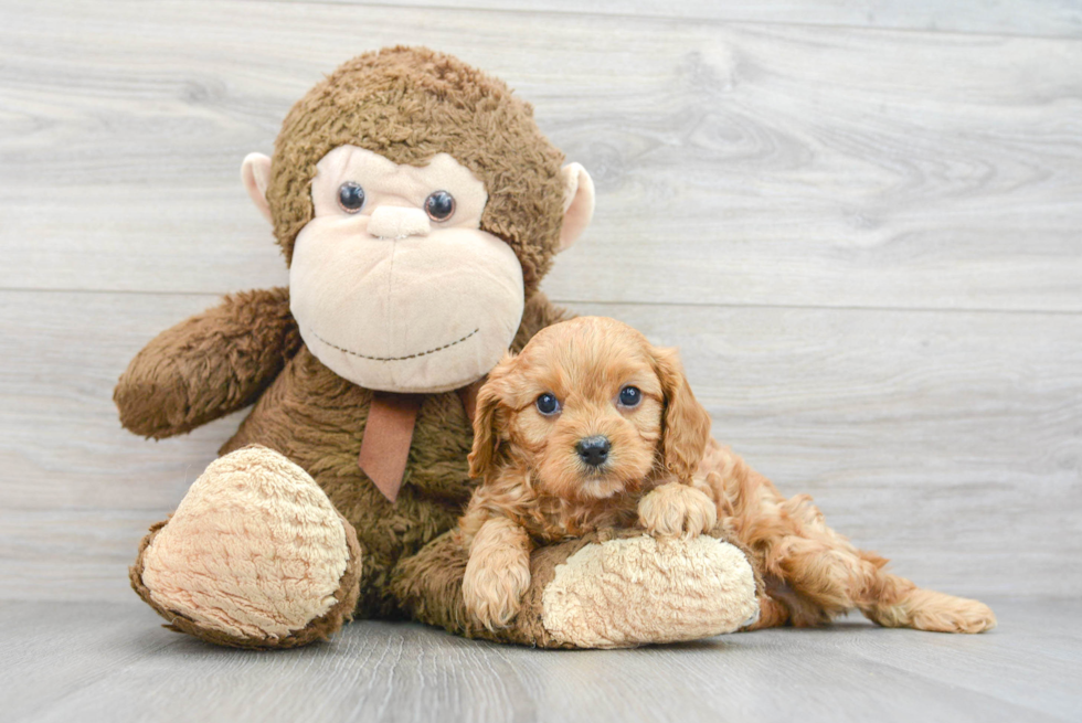 Adorable Cavoodle Poodle Mix Puppy