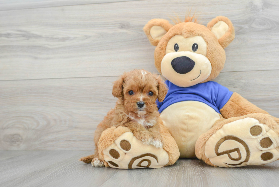 Sweet Cavapoo Baby