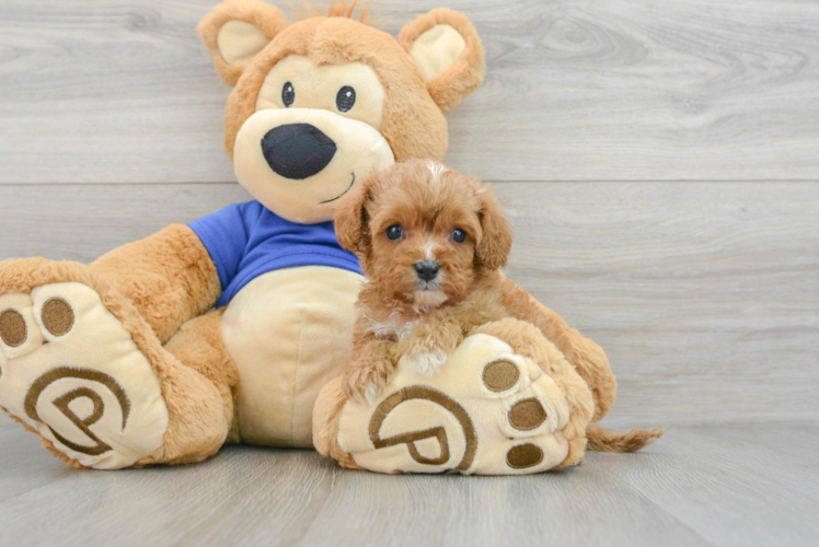 Little Cavoodle Poodle Mix Puppy