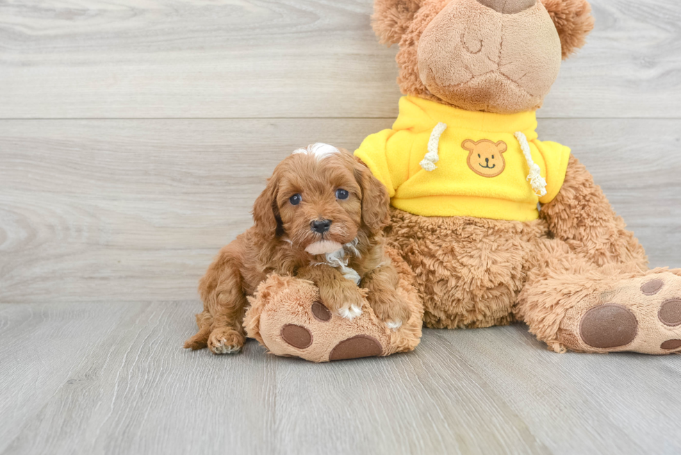 Cavapoo Puppy for Adoption