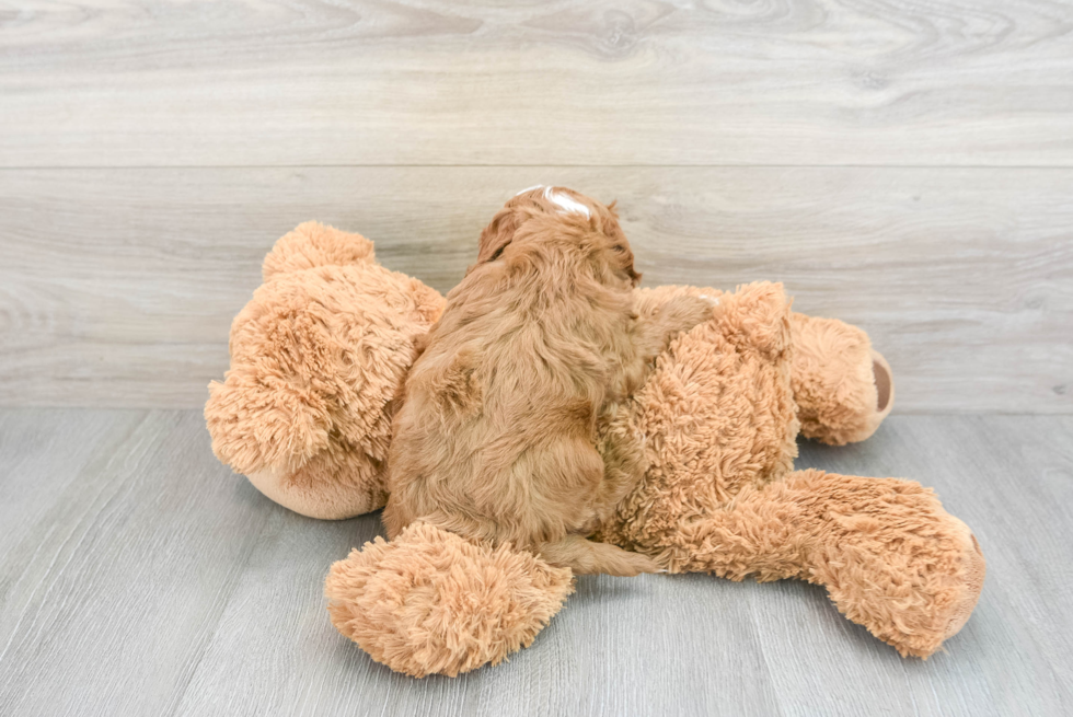 Friendly Cavapoo Baby