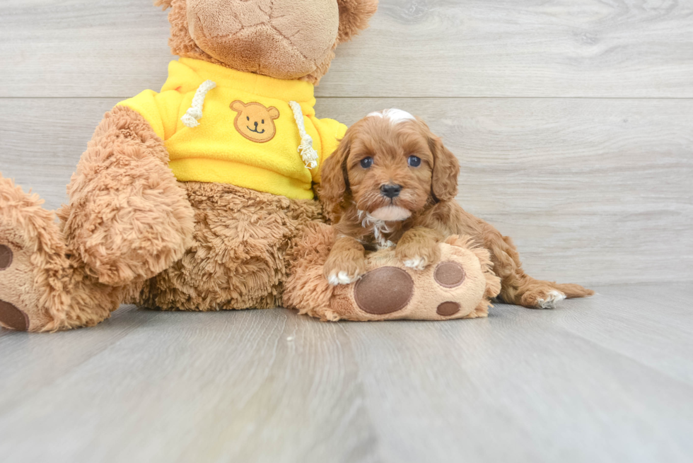 Cavapoo Puppy for Adoption