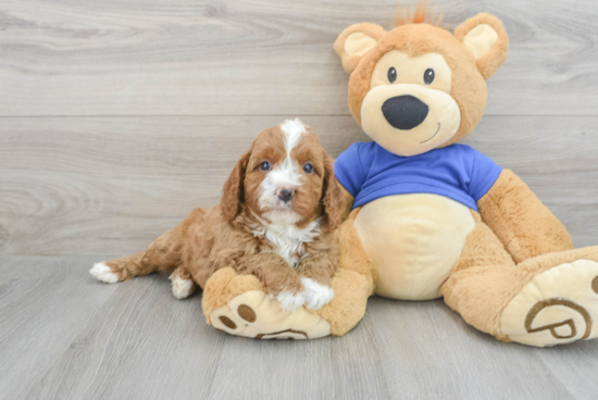 Cute Cavapoo Baby