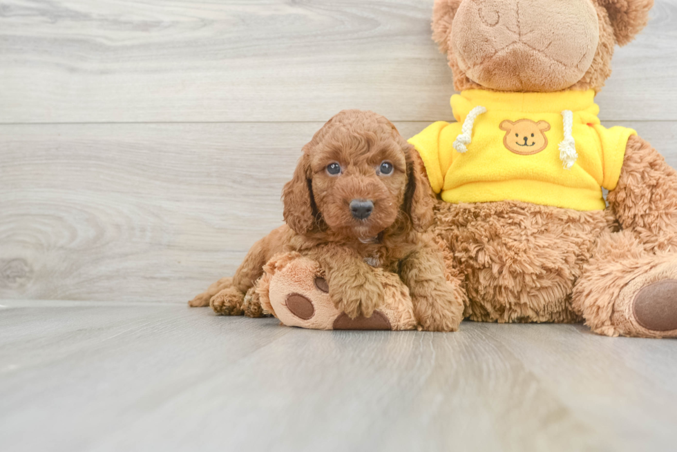 Playful Cavoodle Poodle Mix Puppy