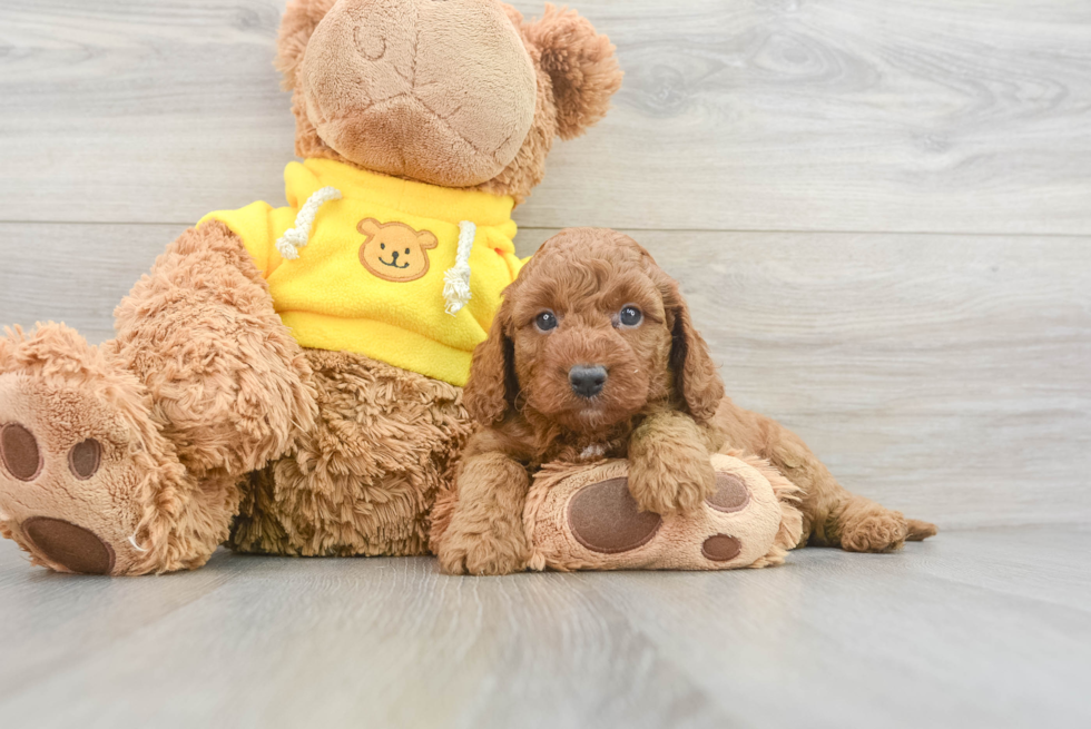 Adorable Cavoodle Poodle Mix Puppy