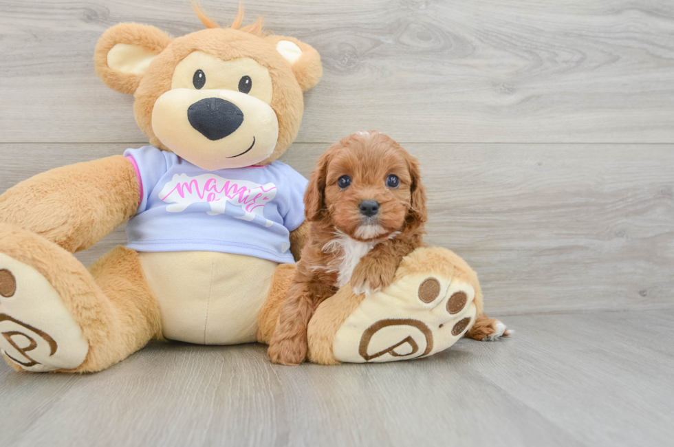 5 week old Cavapoo Puppy For Sale - Premier Pups