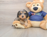 8 week old Cavapoo Puppy For Sale - Premier Pups