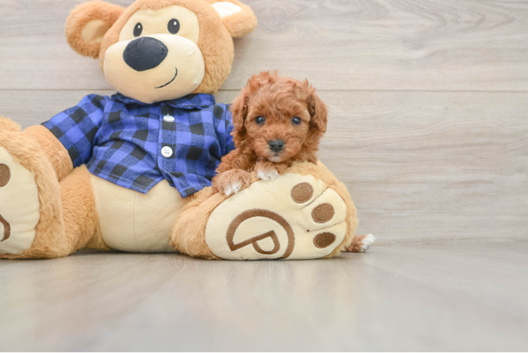 Petite Cavapoo Poodle Mix Pup