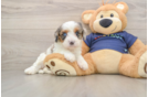 Cavapoo Pup Being Cute