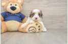 Best Cavapoo Baby