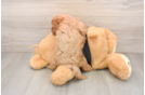 Best Cavapoo Baby