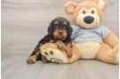 Best Cavapoo Baby