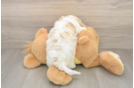 Adorable Cavalier King Charles Spaniel and Poodle Mix Poodle Mix Puppy