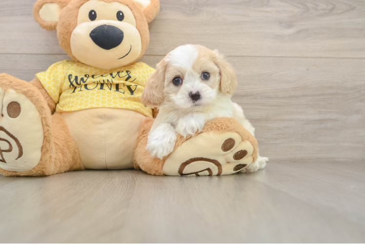 Best Cavapoo Baby