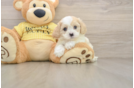 Best Cavapoo Baby