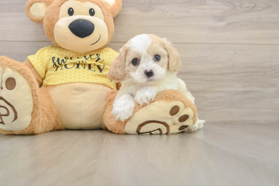 Best Cavapoo Baby