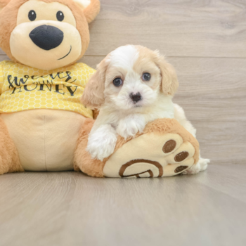 Best Cavapoo Baby