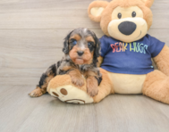 7 week old Cavapoo Puppy For Sale - Premier Pups