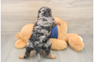 Cavapoo Puppy for Adoption