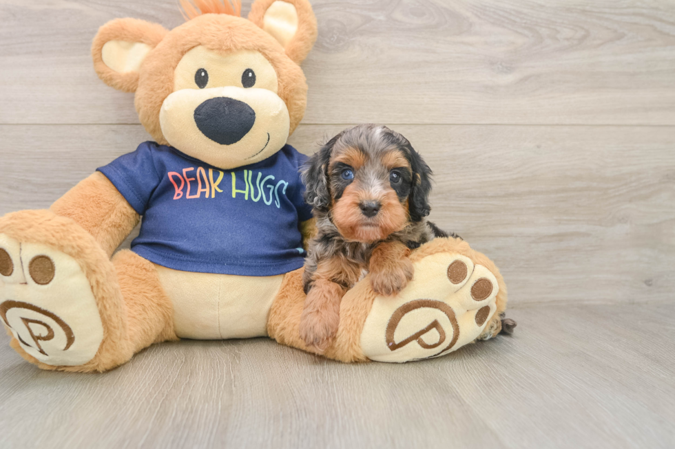 Cavapoo Puppy for Adoption
