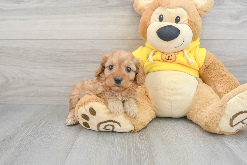 Fluffy Cavapoo Poodle Mix Pup