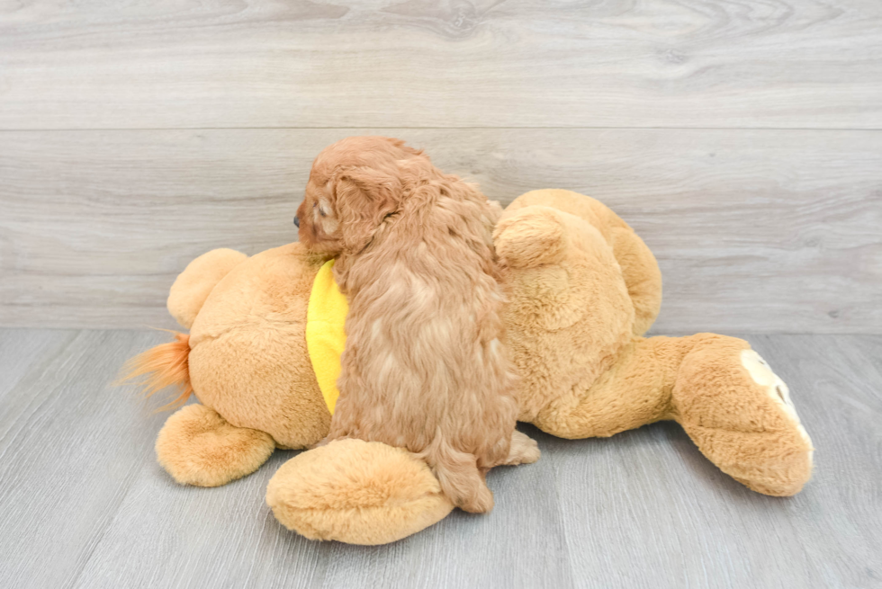 Adorable Cavoodle Poodle Mix Puppy