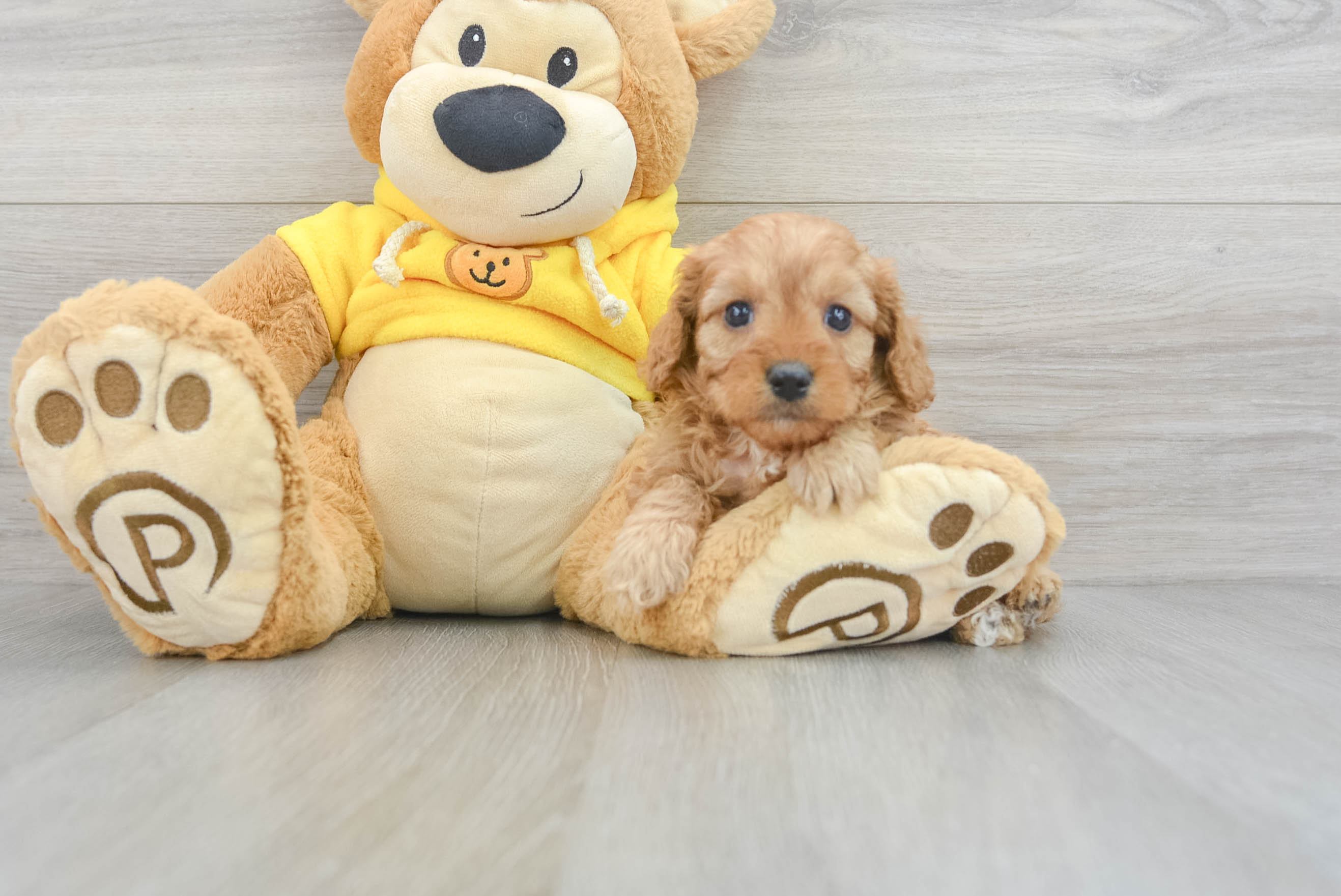 Funny Cavapoo Poodle Mix Pup