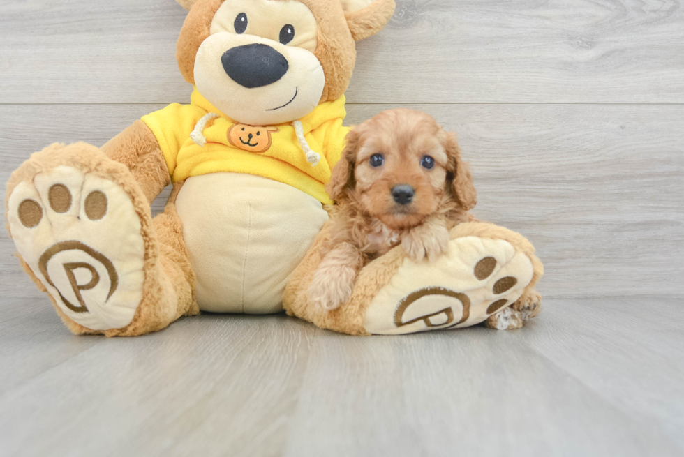 Funny Cavapoo Poodle Mix Pup