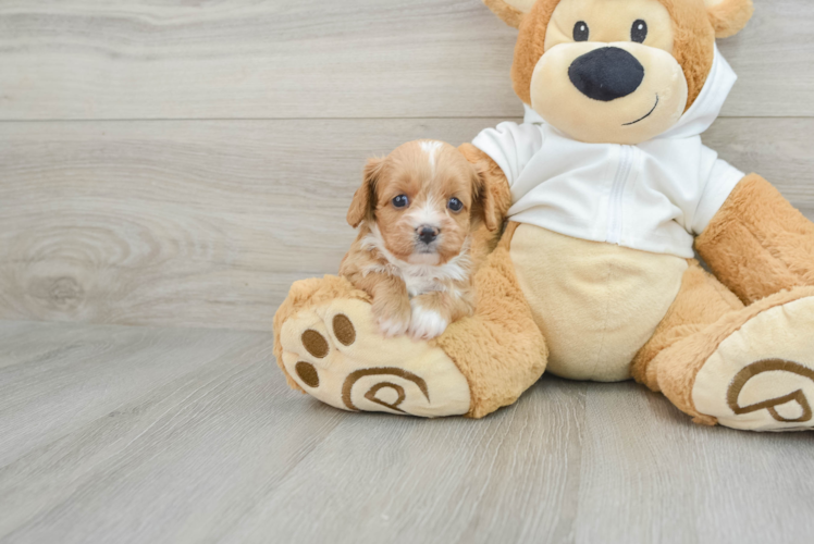 Small Cavapoo Baby