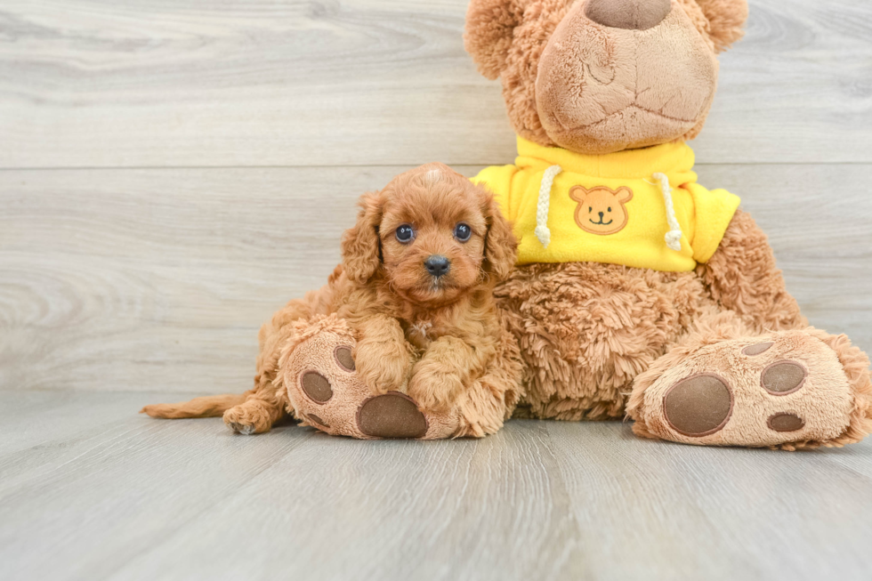 Cavapoo Pup Being Cute